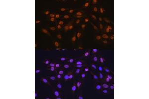 Immunofluorescence (IF) image for anti-ELAV (Embryonic Lethal, Abnormal Vision, Drosophila)-Like 1 (Hu Antigen R) (ELAVL1) antibody (ABIN7266913)