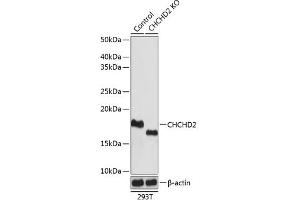 Western blot analysis of extracts from normal (control) and CHCHD2 knockout (KO) 293T cells, using CHCHD2 antibody (ABIN7266448) at 1:1000 dilution.