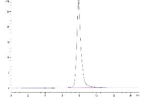 The purity of Human CD300LF is greater than 95 % as determined by SEC-HPLC. (IREM1 Protein (AA 20-156) (Fc Tag))