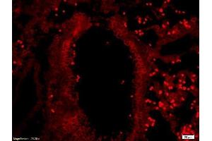 Formalin-fixed and paraffin-embedded rat lung labeled with Anti-Myelin Protein Zero Polyclonal Antibody, Unconjugated  at 1:200 followed by conjugation to the secondary antibody. (MPZ antibody  (AA 175-248))