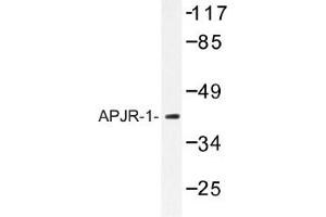 Image no. 1 for anti-Apelin Receptor (APLNR) antibody (ABIN317626) (Apelin Receptor antibody)