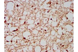 IHC image of ABIN7168279 diluted at 1:200 and staining in paraffin-embedded human brain tissue performed on a Leica BondTM system. (NeuN antibody  (AA 1-101))