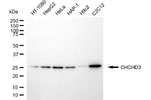 Western blotting analysis using CHCHD3 antibody (ABIN7798116).