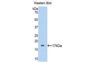 Western Blotting (WB) image for anti-Ribophorin 1 (RPN1) (AA 308-438) antibody (ABIN1860468) (RPN1 antibody  (AA 308-438))