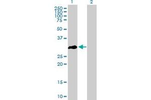 OLIG3 antibody  (AA 1-272)