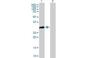 Western Blot analysis of OLIG3 expression in transfected 293T cell line by OLIG3 MaxPab polyclonal antibody. (OLIG3 antibody  (AA 1-272))