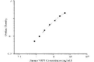 Neuropilin 1 (NRP1) ELISA Kit