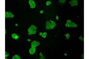 Anti-TTLL12 mouse monoclonal antibody (ABIN2453749) immunofluorescent staining of COS7 cells transiently transfected by pCMV6-ENTRY TTLL12 (RC200841). (TTLL12 antibody)