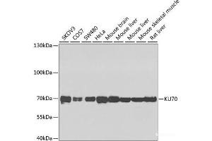 Western blot analysis of extracts of various cell lines using KU70 Polyclonal Antibody at dilution of 1:1000. (XRCC6 antibody)