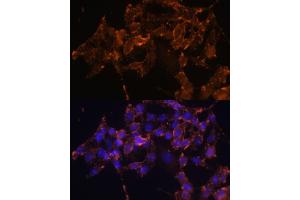 Immunofluorescence analysis of HeLa cells using COX1/COX1/PTGS1 Polyclonal Antibody (ABIN6130124, ABIN6146413, ABIN6146414 and ABIN6223187) at dilution of 1:100 (40x lens). (PTGS1 antibody  (AA 1-180))