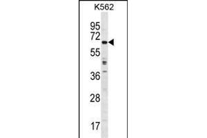 TRIM75 Antibody (Center) (ABIN1538260 and ABIN2849323) western blot analysis in K562 cell line lysates (35 μg/lane). (TRIM75 antibody  (AA 295-324))