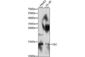 Western blot analysis of extracts of various cell lines, using CLC antibody (ABIN7266289) at 1:1000 dilution. (Galectin 10 antibody  (AA 1-142))