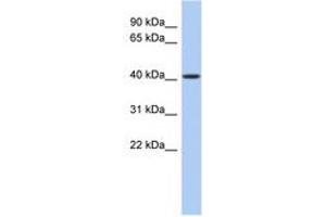 Image no. 1 for anti-LAG1 Homolog, Ceramide Synthase 5 (LASS5) (AA 71-120) antibody (ABIN6740468)