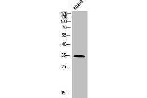 Western Blot analysis of AD293 cells using BRAF35 Polyclonal Antibody (HMGB2 antibody  (N-Term))