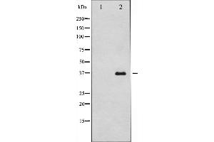 Western blot analysis of caspase12 expression in HUVEC cells,The lane on the left is treated with the antigen-specific peptide. (Caspase 12 antibody  (Internal Region))