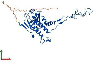 AlphaFold protein structure predicition of Mouse Recombinant Mrpl4 Protein, UniprotID Q9DCU6