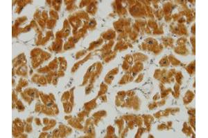 Image no. 2 for anti-Mitofusin 2 (MFN2) (AA 661-758) antibody (ABIN599102) (MFN2 antibody  (AA 661-758))