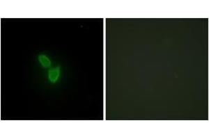Immunofluorescence analysis of HepG2 cells, using PARD3 Antibody. (PARD3 antibody  (AA 1141-1190))