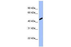 WB Suggested Anti-RBBP7 Antibody Titration: 0. (RBBP7 antibody  (Middle Region))