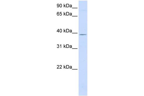 GTPBP10 antibody  (Middle Region)