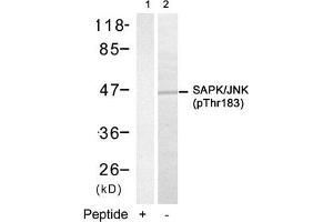 Western blot analysis of extracts from 293 cells using SAPK/JNK(Phospho-Thr183) Antibody(Lane 2) and the same antibody preincubated with blocking peptide(Lane1). (JNK2 antibody  (pThr183))