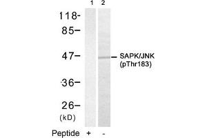 Western blot analysis of extracts from 293 cells using SAPK/JNK(Phospho-Thr183) Antibody(Lane 2) and the same antibody preincubated with blocking peptide(Lane1). (MAPK9/MAPK1 (pThr183) antibody)