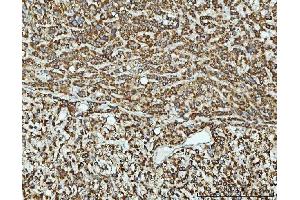 IHC analysis of TOMM40 using anti-TOMM40 antibody (ABIN7599738).