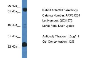 Western Blotting (WB) image for anti-Cullin 3 (CUL3) (C-Term) antibody (ABIN2788740) (Cullin 3 antibody  (C-Term))