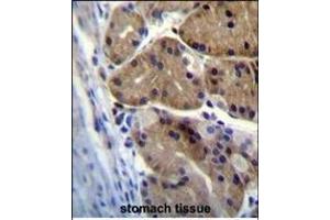 DCDC5 Antibody (C-term) (ABIN655455 and ABIN2844982) immunohistochemistry analysis in formalin fixed and paraffin embedded human stomach tissue followed by peroxidase conjugation of the secondary antibody and DAB staining. (DCDC5 antibody  (C-Term))