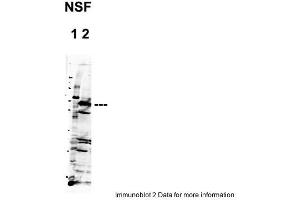Sample Type: 1. (NSF antibody  (C-Term))