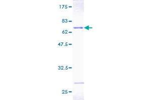 PSMD7 Protein (AA 1-324) (GST tag)