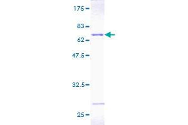 PSMD7 Protein (AA 1-324) (GST tag)