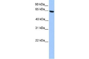Western Blotting (WB) image for anti-Acyl-CoA Dehydrogenase, Very Long Chain (ACADVL) antibody (ABIN2459763) (ACADVL antibody)