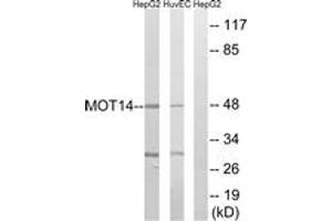 Western blot analysis of extracts from HuvEc/HepG2 cells, using MOT14 Antibody.