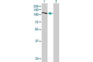 Western Blot analysis of SLC20A2 expression in transfected 293T cell line by SLC20A2 MaxPab polyclonal antibody. (SLC20A2 antibody  (AA 1-652))