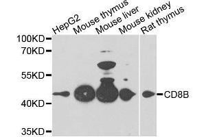 Western blot analysis of extracts of various cell lines, using CD8B antibody. (CD8B antibody  (AA 22-170))