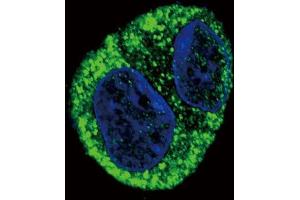 Confocal immunofluorescent analysis of FGA Antibody (N-term) (ABIN390830 and ABIN2841057) with HepG2 cell followed by Alexa Fluor? (FGA antibody  (N-Term))