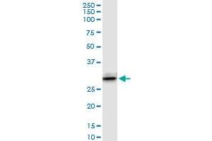 LGALS3 MaxPab rabbit polyclonal antibody. (Galectin 3 antibody  (AA 1-250))