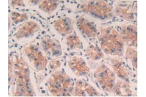IHC-P analysis of Human Stomach Tissue, with DAB staining. (IL-4 antibody)