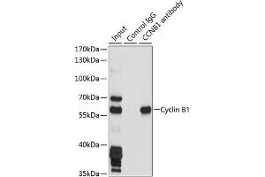 Immunofluorescence analysis of NIH/3T3 cells using Cyclin B1 Rabbit pAb (ABIN7266555) at dilution of 1:100 (40x lens). (Cyclin B1 antibody  (C-Term))
