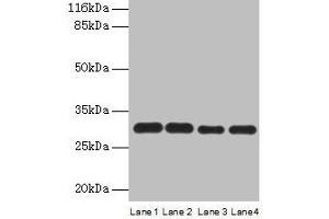 Western blot All lanes: PMM1 antibody at 2 μg/mL Lane 1: HepG2 whole cell lysate Lane 2: NIH/3T3 whole cell lysate Lane 3: 293T whole cell lysate Lane 4: Mouse brain tissue Secondary Goat polyclonal to rabbit IgG at 1/10000 dilution Predicted band size: 30 kDa Observed band size: 30 kDa