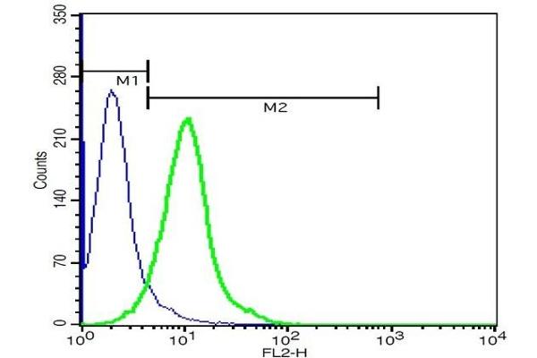 Tetraspanin 16 antibody  (AA 81-94)