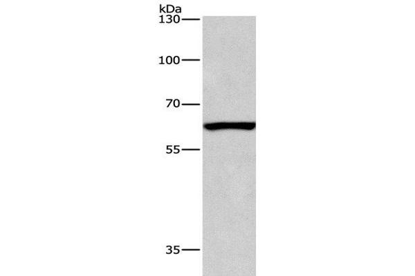ARMCX2 antibody