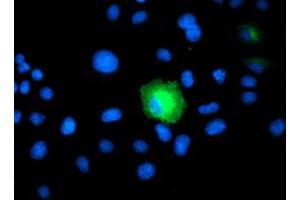 Anti-PSMD2 mouse monoclonal antibody (ABIN2454820) immunofluorescent staining of COS7 cells transiently transfected by pCMV6-ENTRY PSMD2 (RC203204). (PSMD2 antibody)