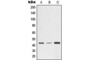 Western blot analysis of MMP3 expression in A549 (A), MCF7 (B), rat heart (C) whole cell lysates.