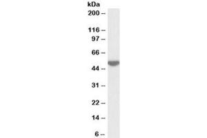 Western blot testing of human peripheral lymphocyte lysate with LSP1 antibody at 0. (LSP1 antibody)