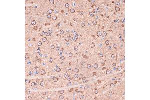 Immunohistochemistry of paraffin-embedded mouse brain using 14-3-3 gamma Rabbit mAb (ABIN7265311) at dilution of 1:100 (40x lens). (14-3-3 gamma antibody)