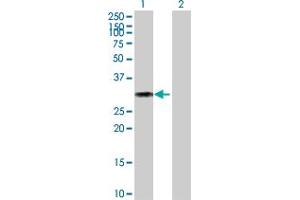 Western Blot analysis of CD27 expression in transfected 293T cell line by CD27 MaxPab polyclonal antibody. (CD27 antibody  (AA 1-260))