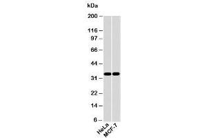 Western blot testing of human samples with EMAP II antibody at 2ug/ml. (AIMP1 antibody  (C-Term))