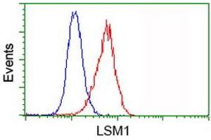 Image no. 2 for anti-LSM1 Homolog, U6 Small Nuclear RNA Associated (LSM1) antibody (ABIN1499210)